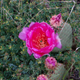 Prickly pear cactus